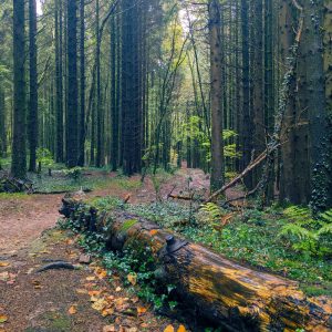 Woodland path with tree trunk in the foreground