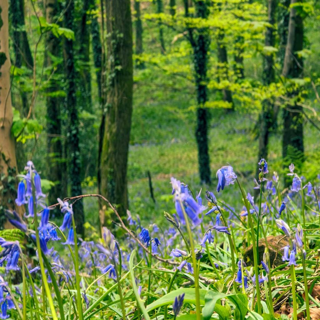 Bluebells in a forest.