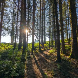 Light shining through trees in woodland