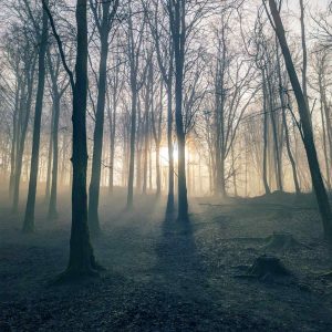 Morning sun shining through mist in Fforest Fawr, Cardiff