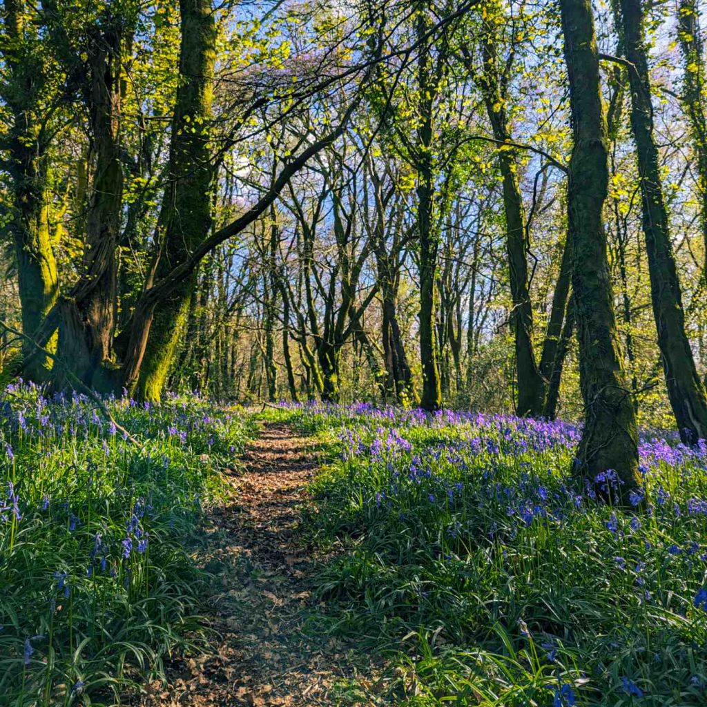 Forest path surrounded by bluebells