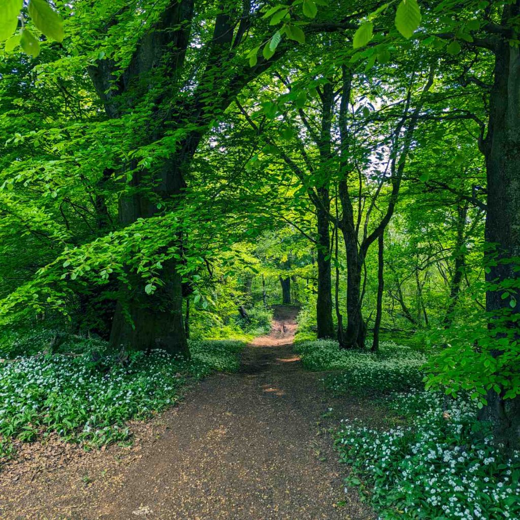 Forest path with wild garlic on the verges