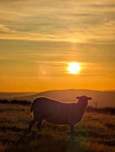 A sheep on the Garth under the setting sun