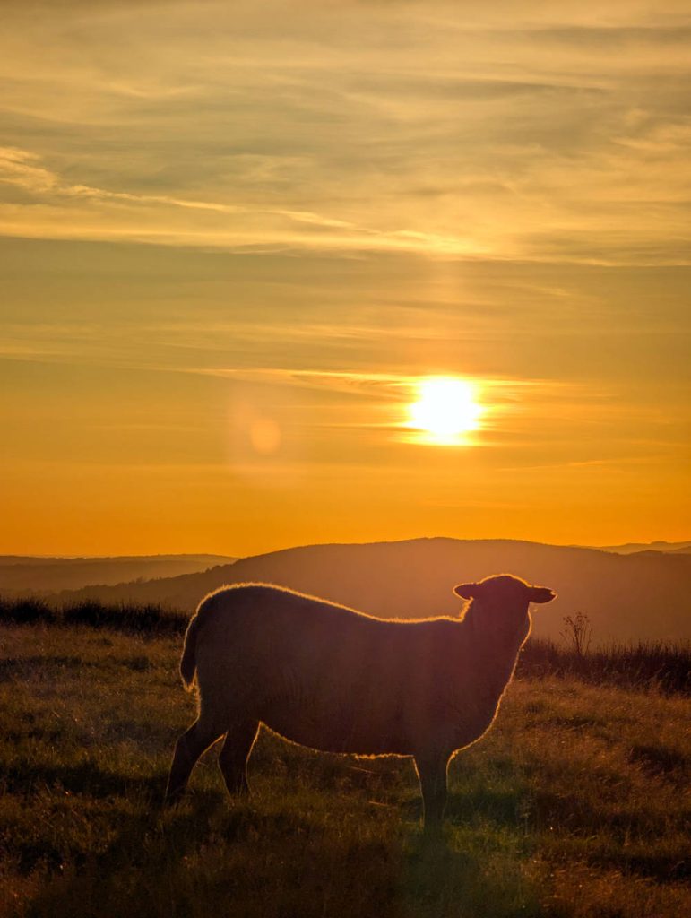 A sheep on the Garth under the setting sun