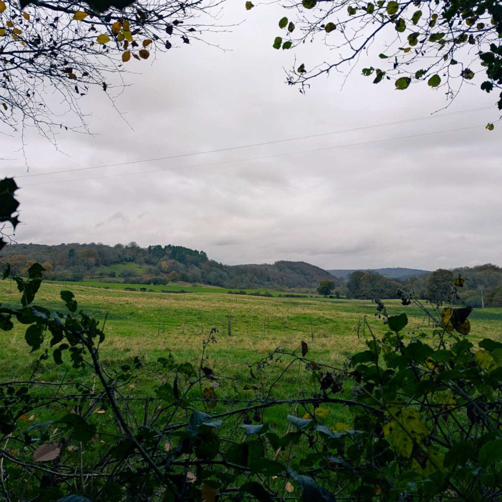 View across woodland with bushes in the foreground