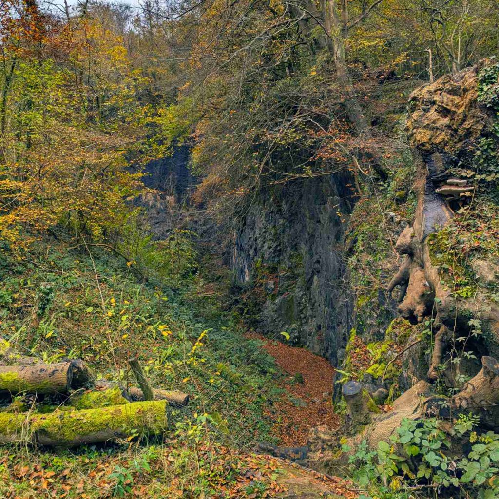 Woodland view with rocky crevice