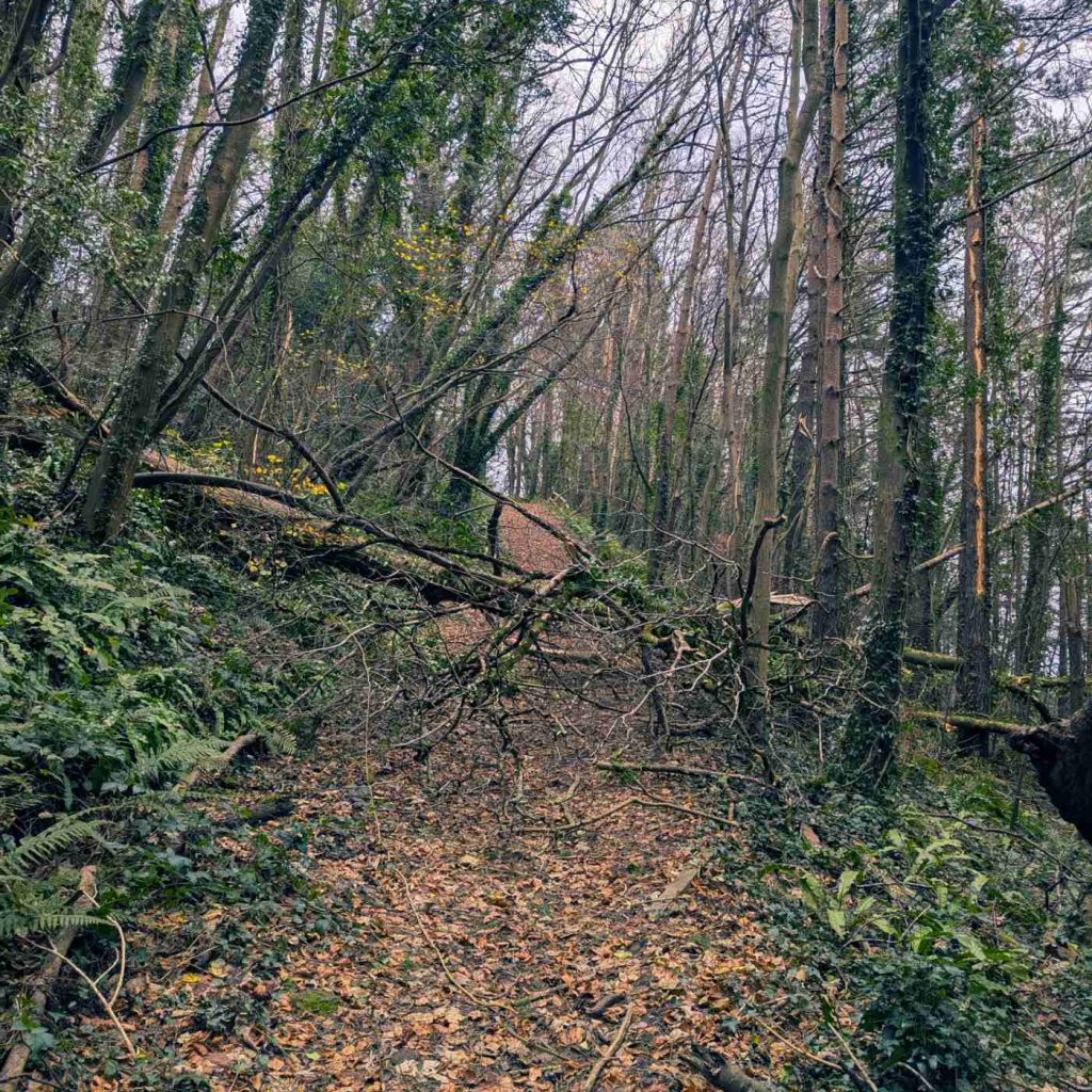 A tree blocking a steep forest path